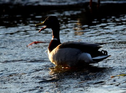 Mallard on Seedskadee National Wildlife Refuge photo