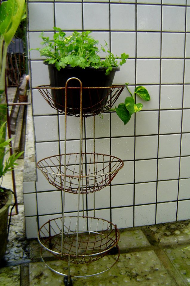 Coriander in a flower pot