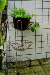 Coriander in a flower pot photo