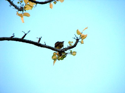 Bird in the tree
