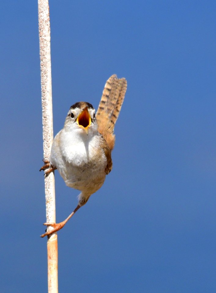 Marsh wren at Seedskadee National Wildlife Refuge