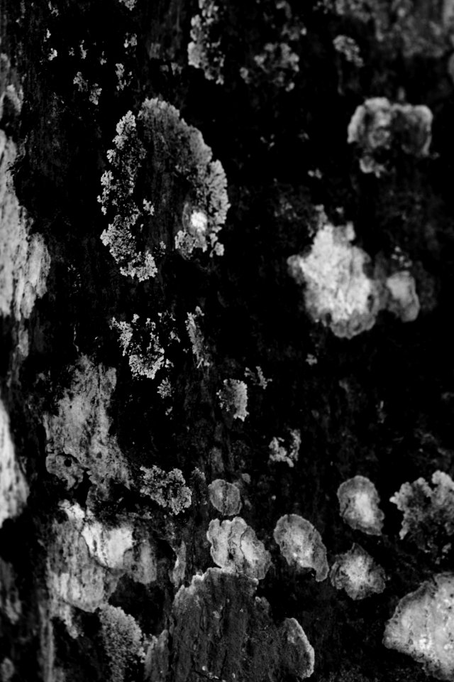 Natural drawing on the trunk of a tree