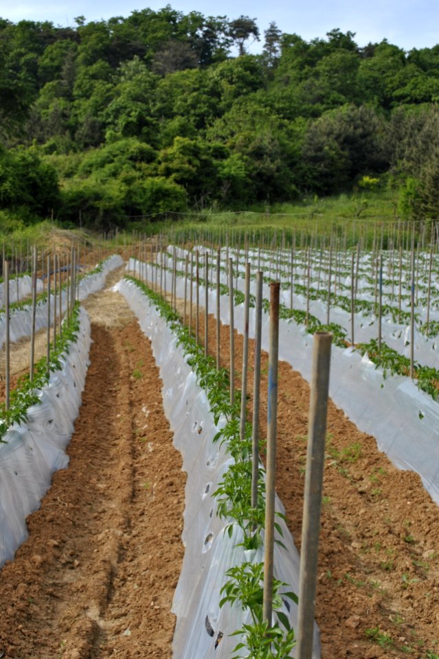 Anmyeondo Farm Area