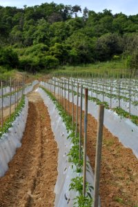 Anmyeondo Farm Area