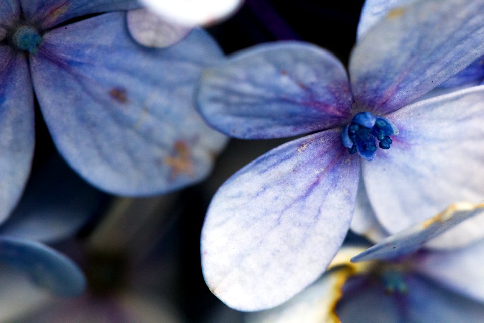 Flowers in the park #2