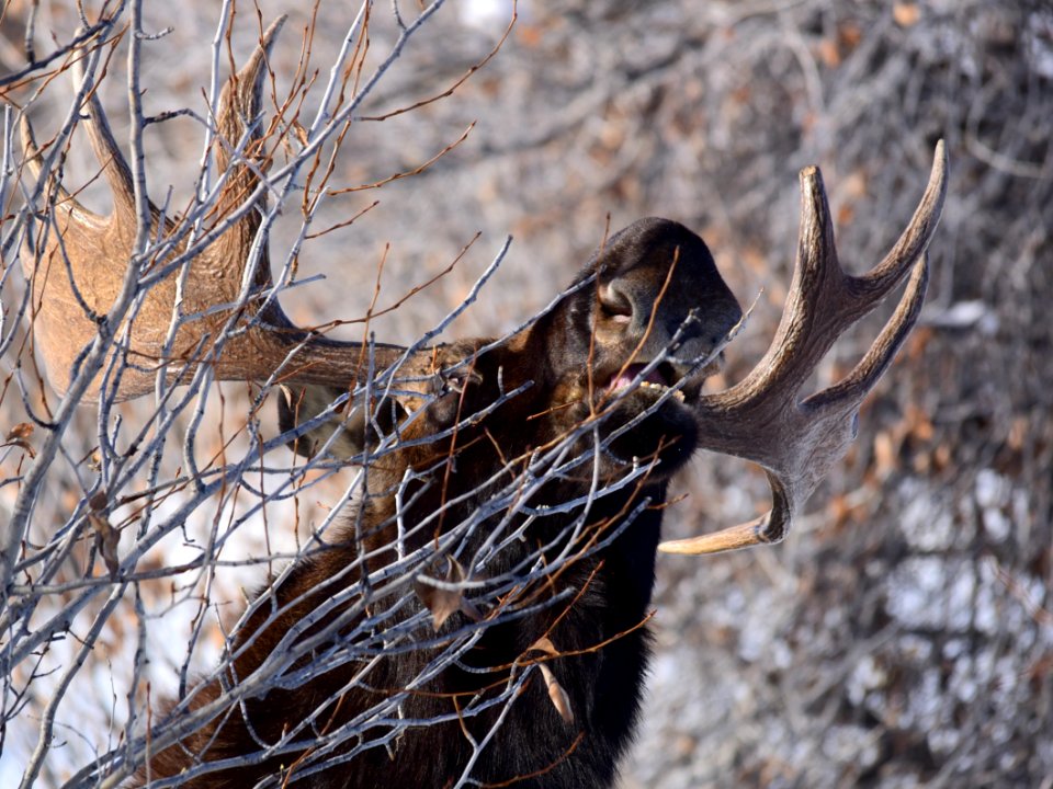 Moose at Seedskadee National Wildlife Refuge