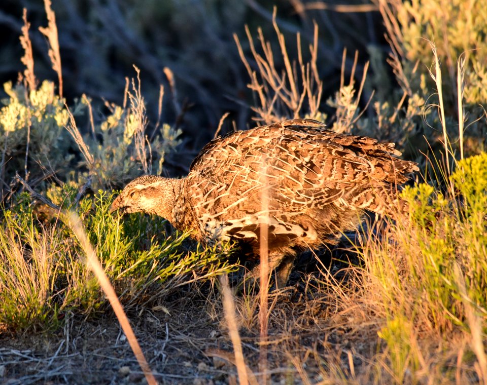 Greater sage-grouse at Seedskadee National Wildlife Refge