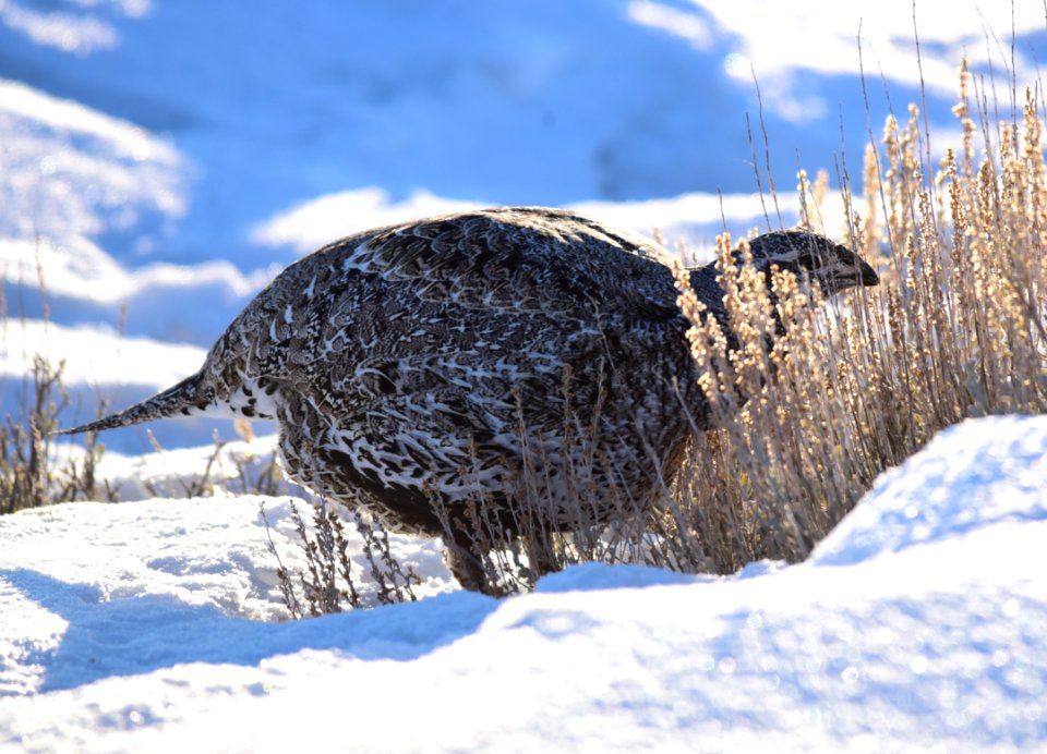 Greater sage-grouse at Seedskadee National Wildlife Refuge