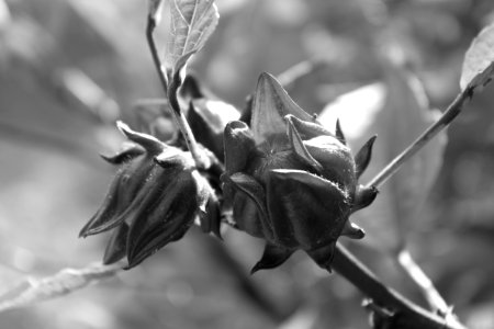 Roselle