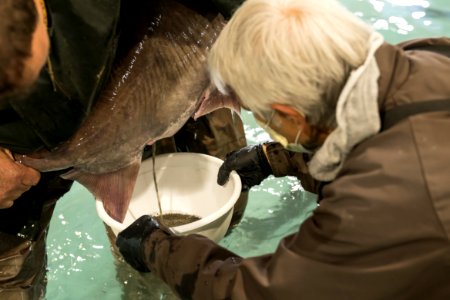 spawning paddlefish at gavins point NFH (4)