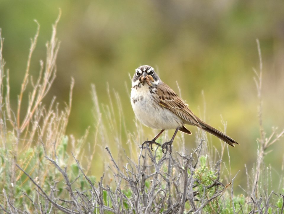 Sagebrush sparrow at Seedskadee National Wildlife Refuge