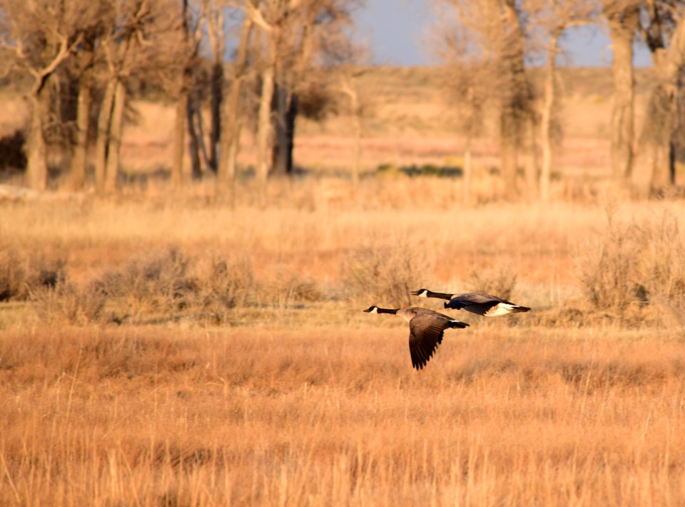 Canada geese on Seedskadee National Wildlife Refuge
