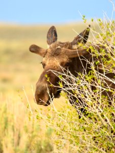 Moose at Seedskadee National Wildlife Refuge
