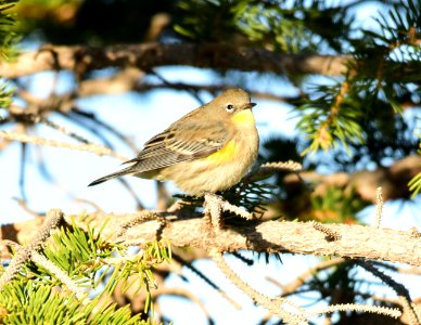 Yellow-rumped warbler on Seedskadee National Wildlife Refuge photo