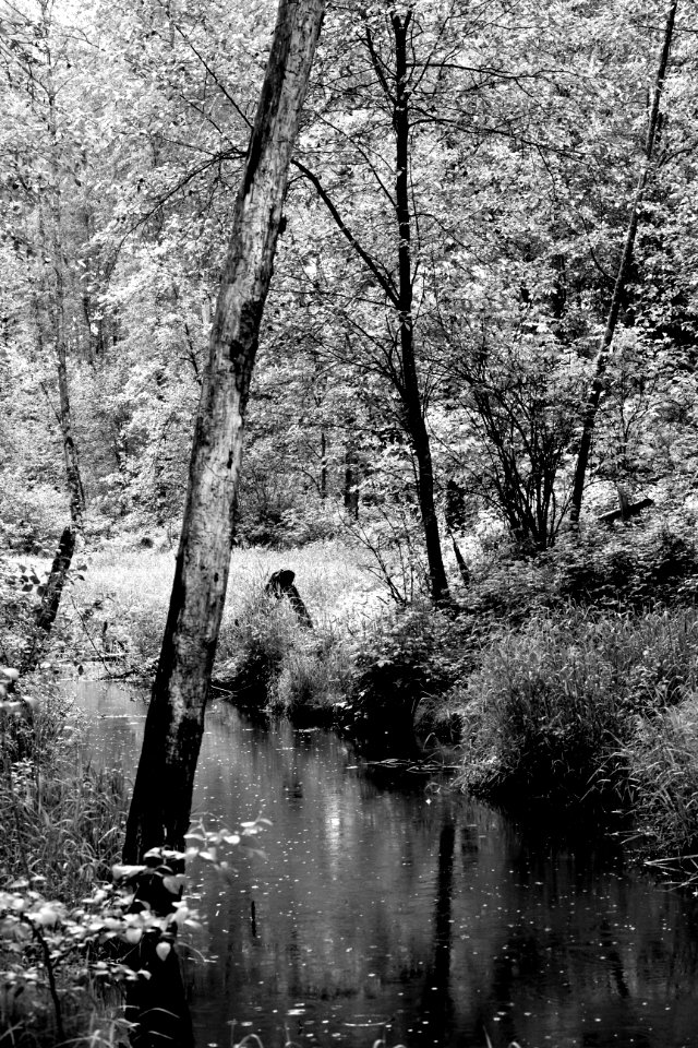 Deer lake
