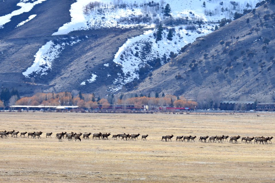 Elk Migration