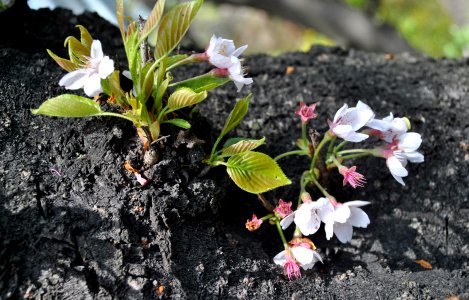 Namsan Park Spring 2016