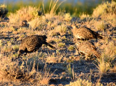 Greater sage-grouse at Seedskadee National Wildlife Refge