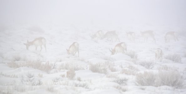 Pronghorn in a winter fog at Seedskadee National Wildlife Refuge