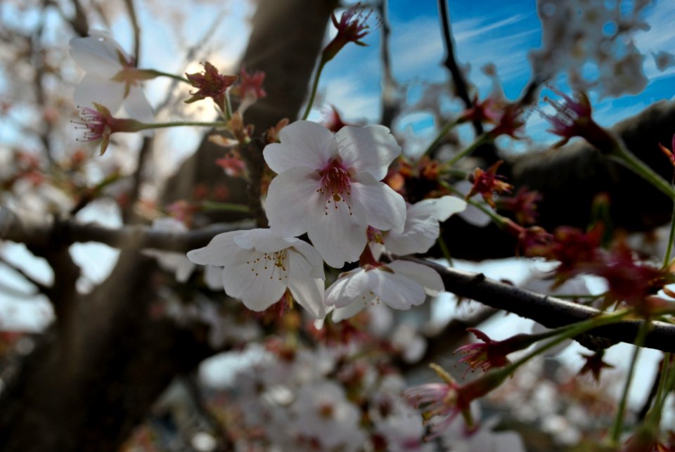 Spring in Korea