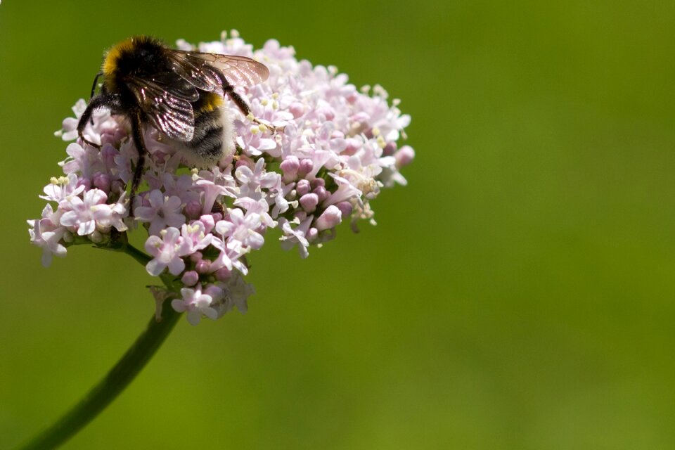 Valerian insect wildlife