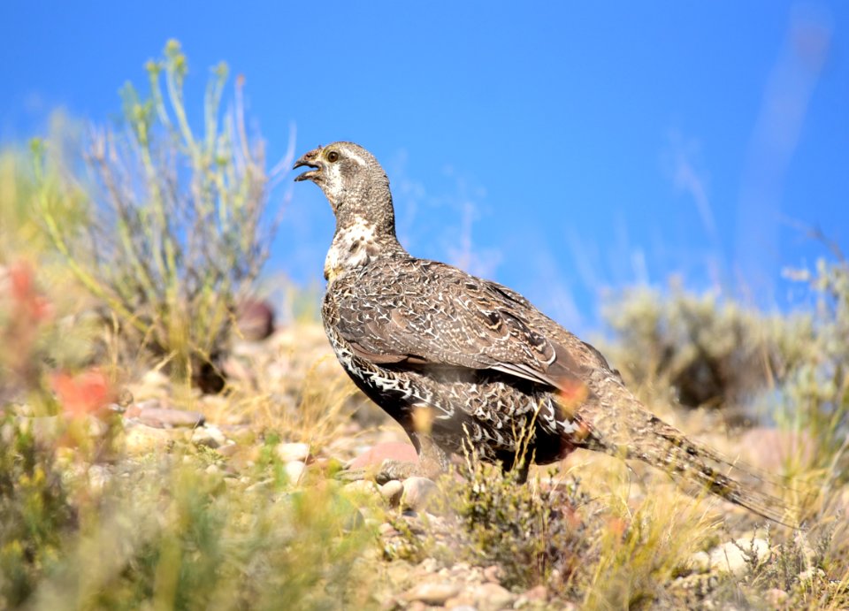 Greater sage-grouse at Seedskadee National Wildlife Refuge