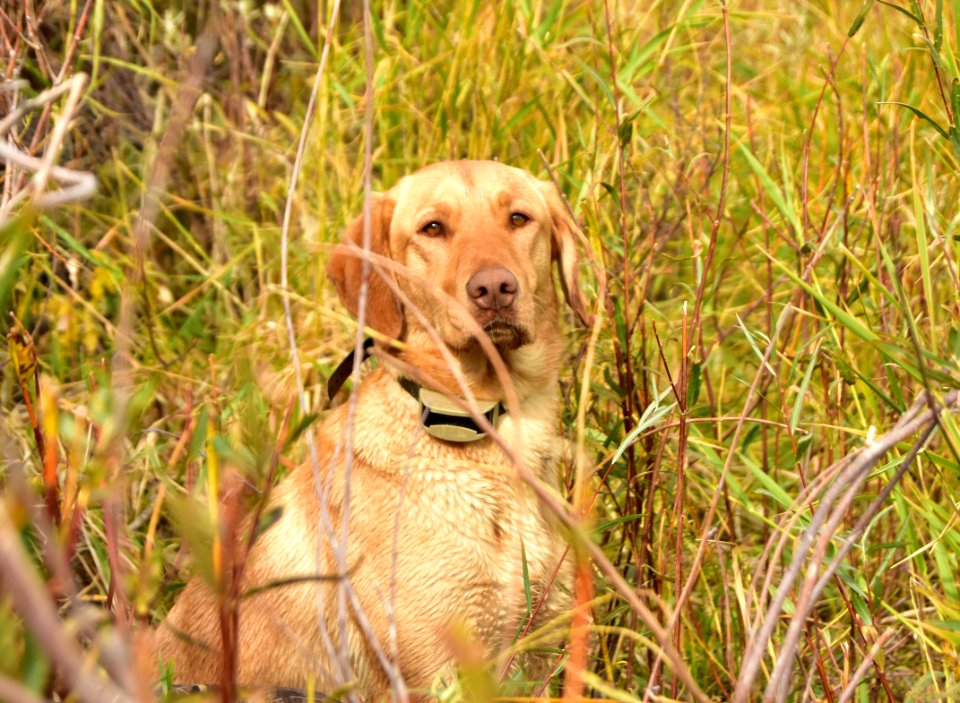 Waterfowl Hunting
