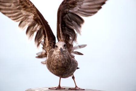 Bird with wings open