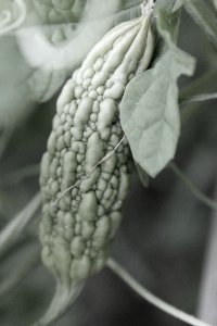 Starving bitter melon