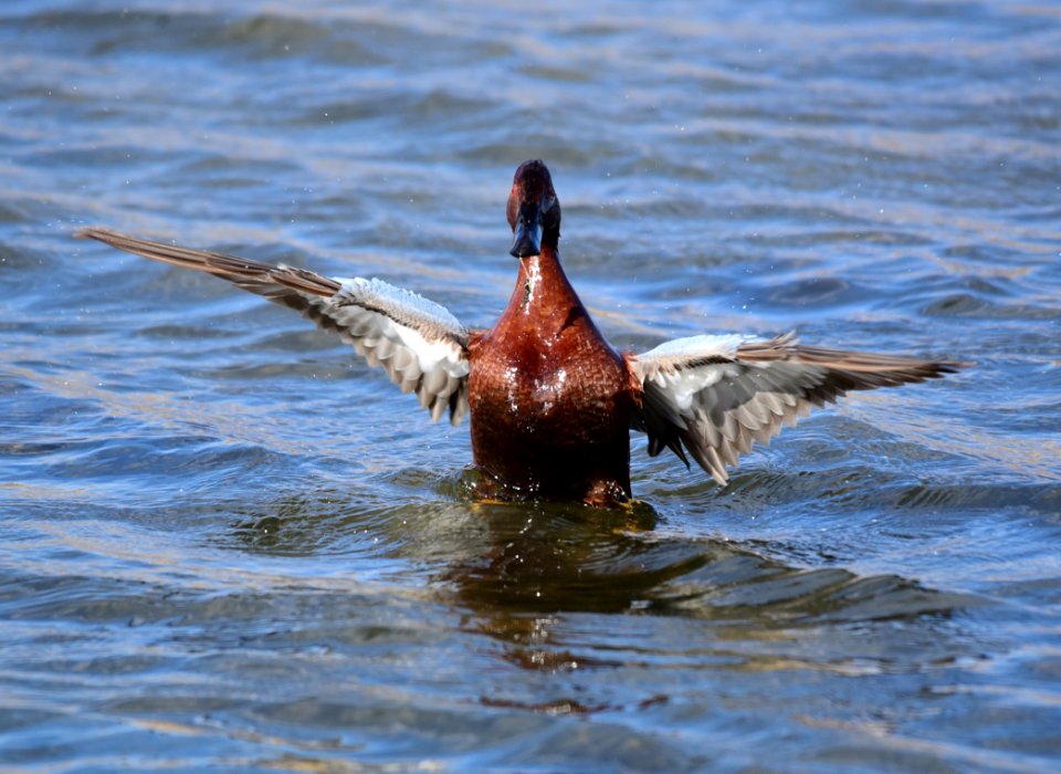 Cinnamon teal at Seedskadee National Wildlife Refuge