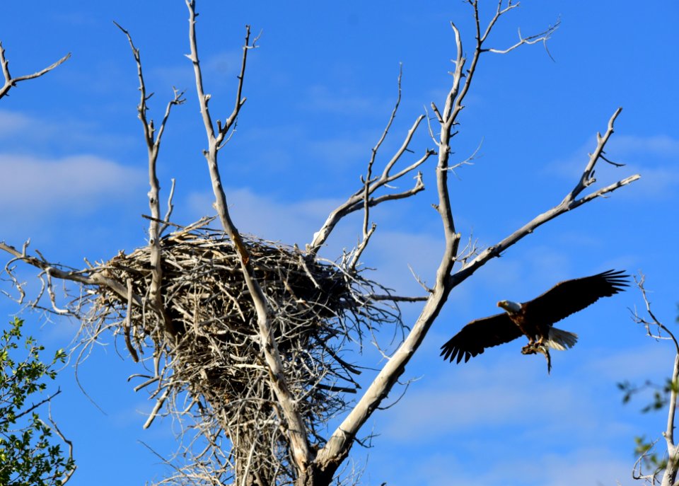 Bald eagle at Seedskadee National Wildlife Refuge
