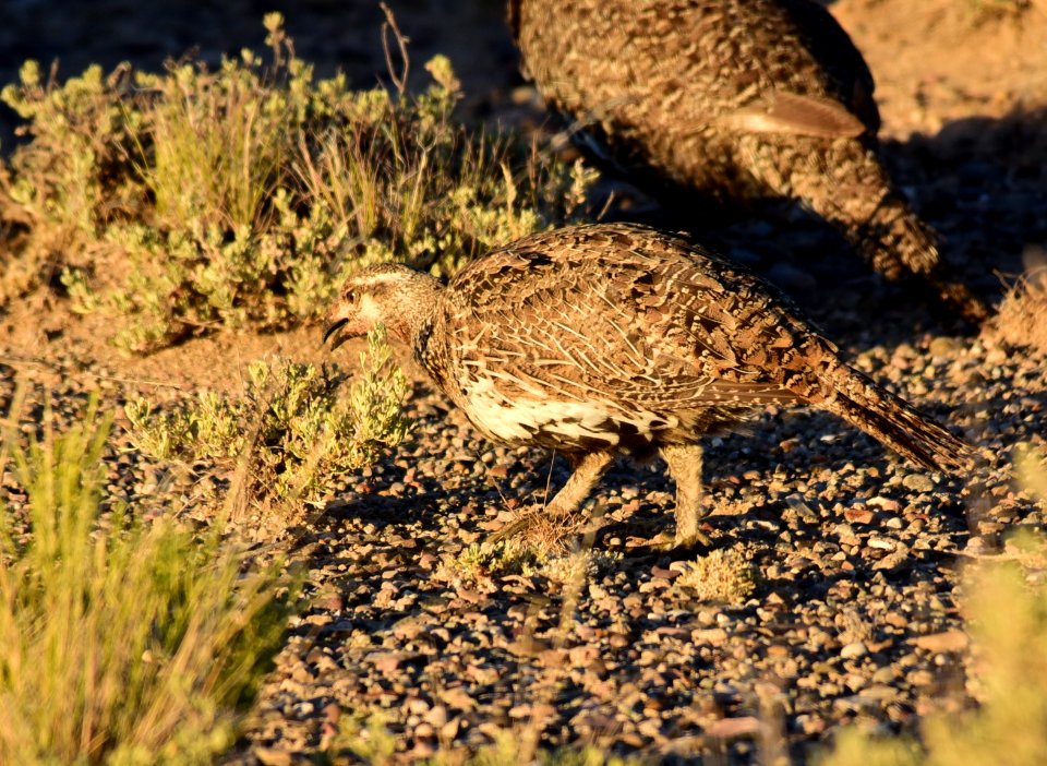 Greater sage-grouse on Seedskadee National Wildlife Refuge