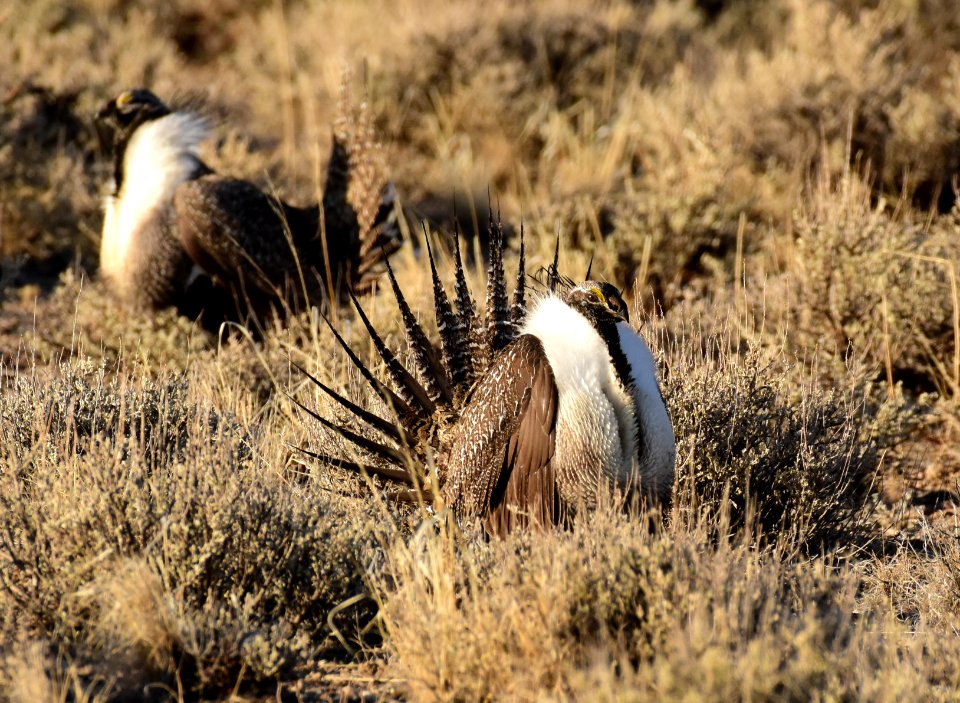Greater sage-grouse at Seedskadee National Wildlife Refuge