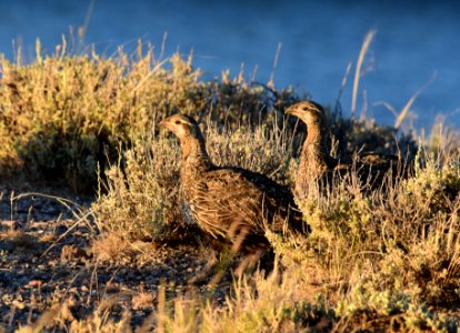 Greater sage-grouse at Seedskadee National Wildlife Refge