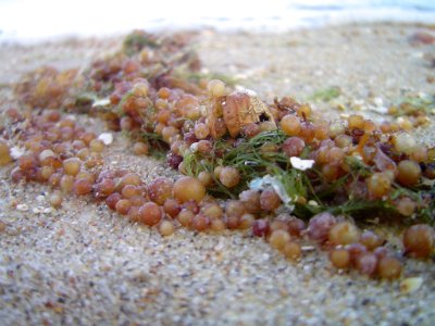Sargassum (Seaweed) photo