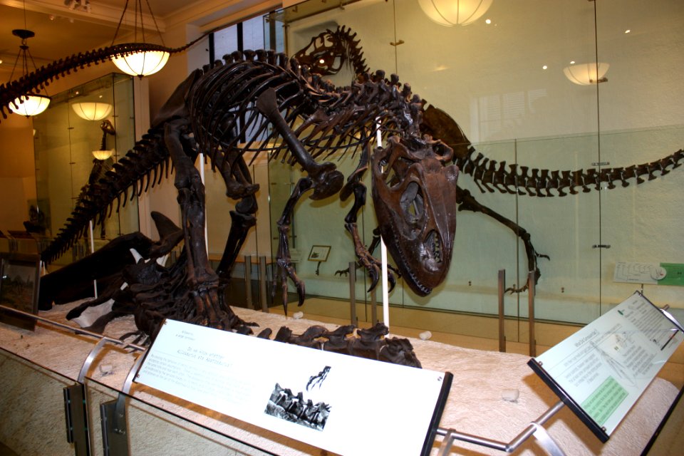 Allosaurus