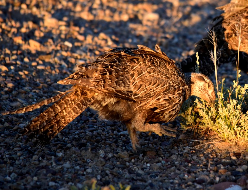 Greater sage-grouse at Seedskadee National Wildlife Refge