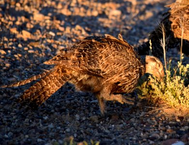 Greater sage-grouse at Seedskadee National Wildlife Refge