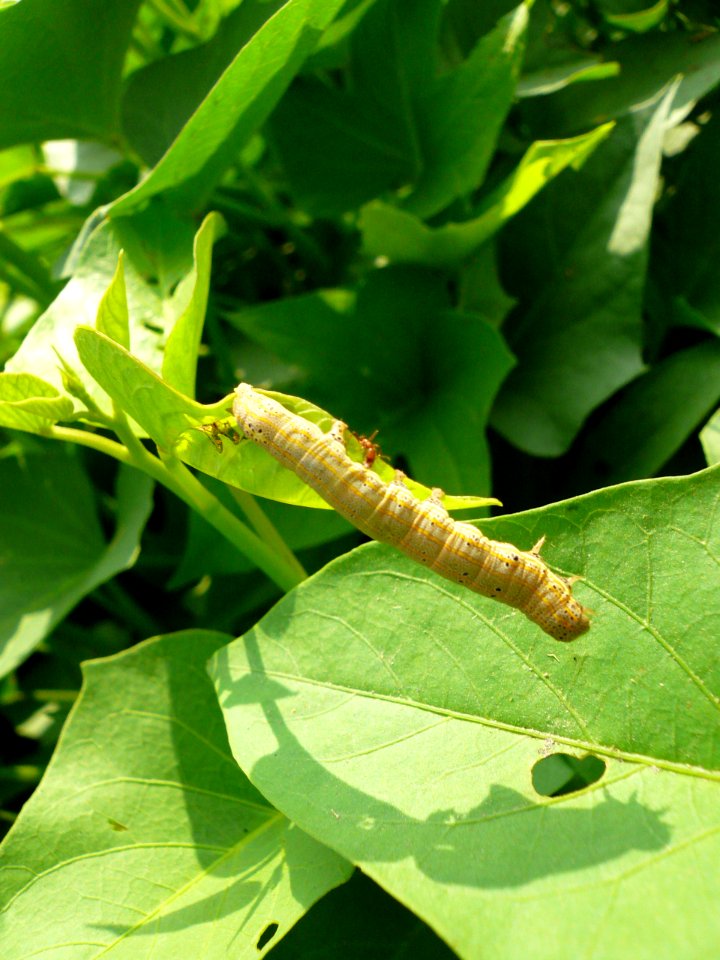 Caterpillar swinging for his delicious brunch