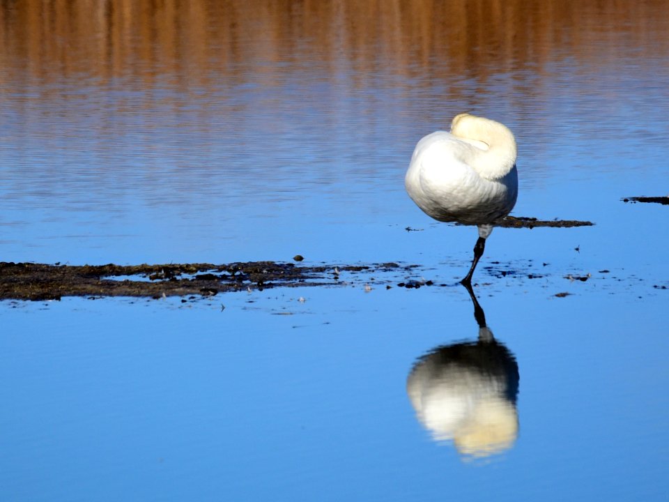 Trumpeter swan at Seedskadee National Wildlife Refuge
