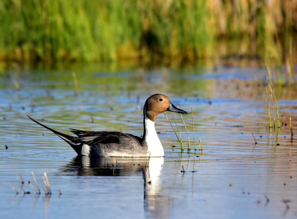Northern pintail at Seedskadee National Wildlife Refuge