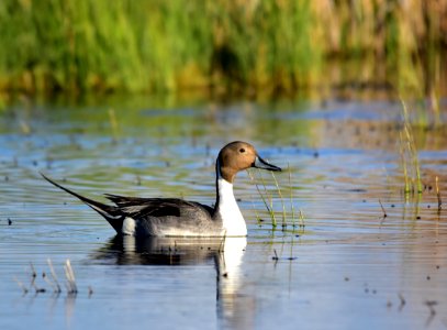 Northern pintail at Seedskadee National Wildlife Refuge