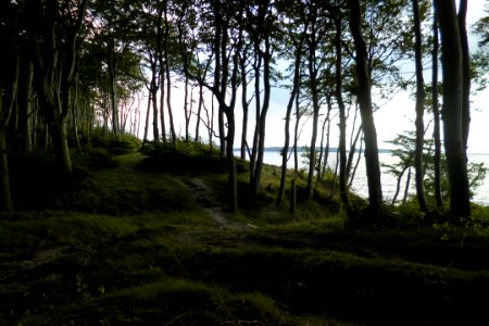 Wald und Meer photo