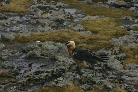 Lammergeyer