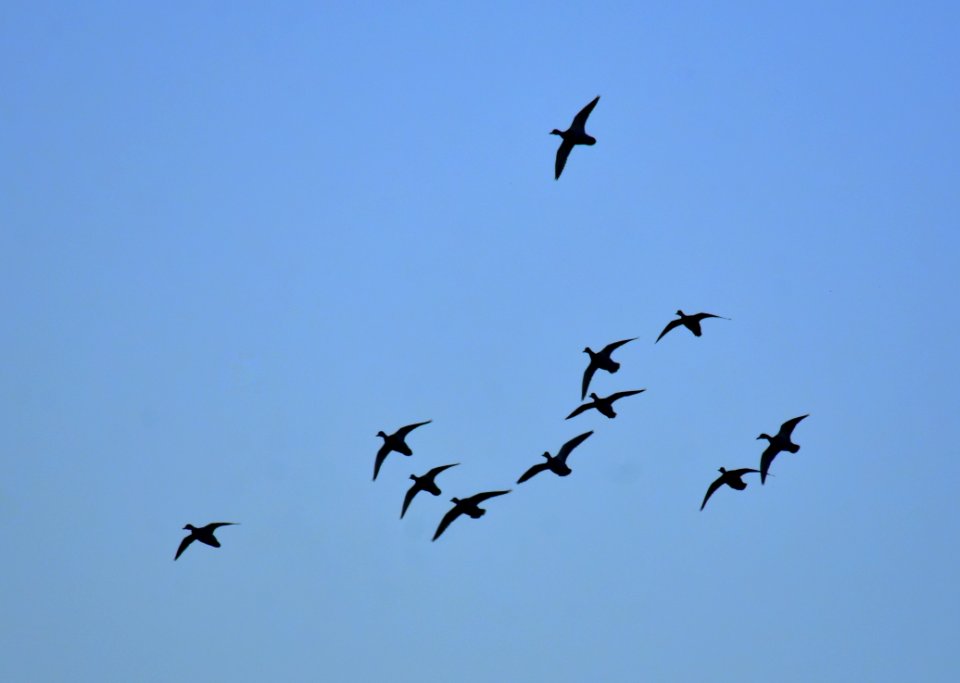 Waterfowl on LaCreek National Wildlife Refuge
