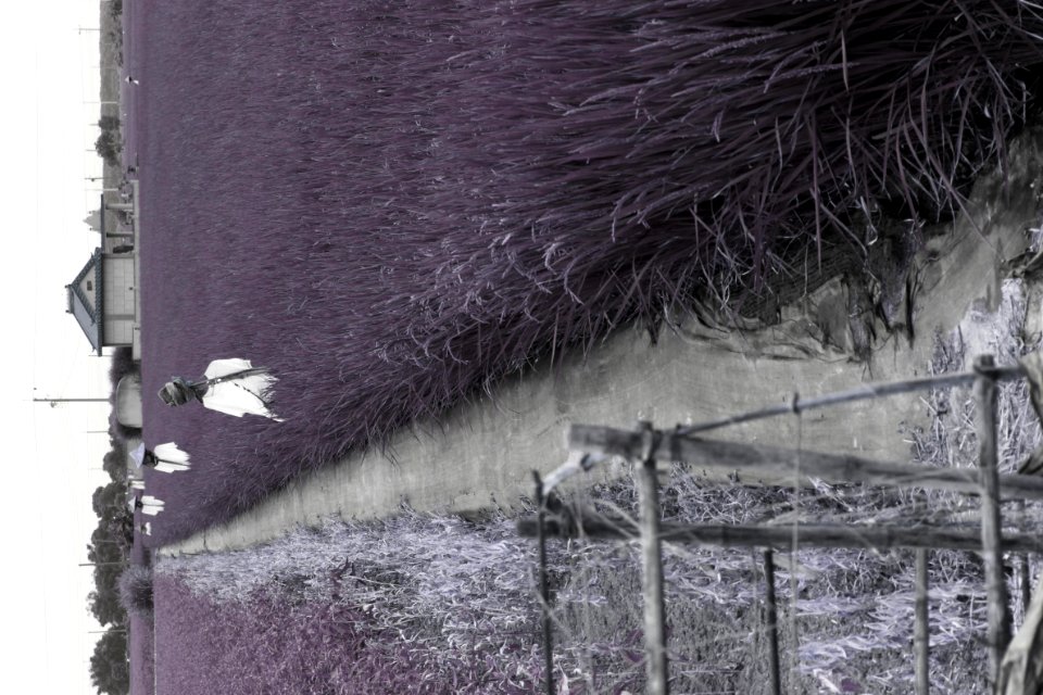 Rice field