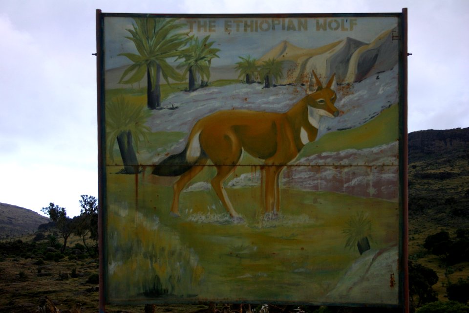 Ethiopian Wolf sign, Simien Mountains National Park, Ethiopian Highlands
