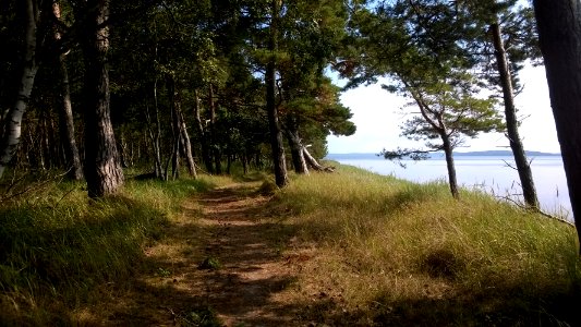 Wald und Meer photo