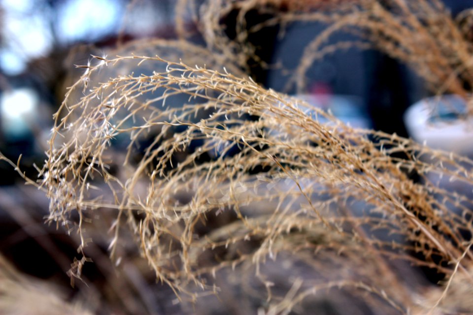 No leaves left behind