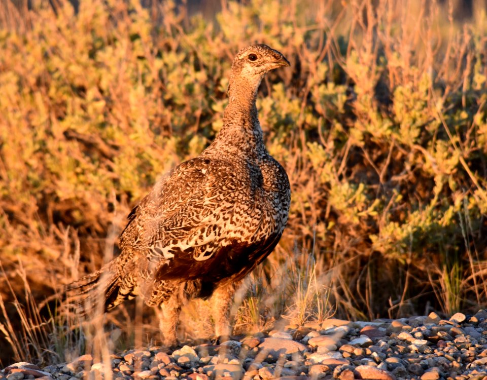 Greater sage-grouse at Seedskadee National Wildlife Refuge